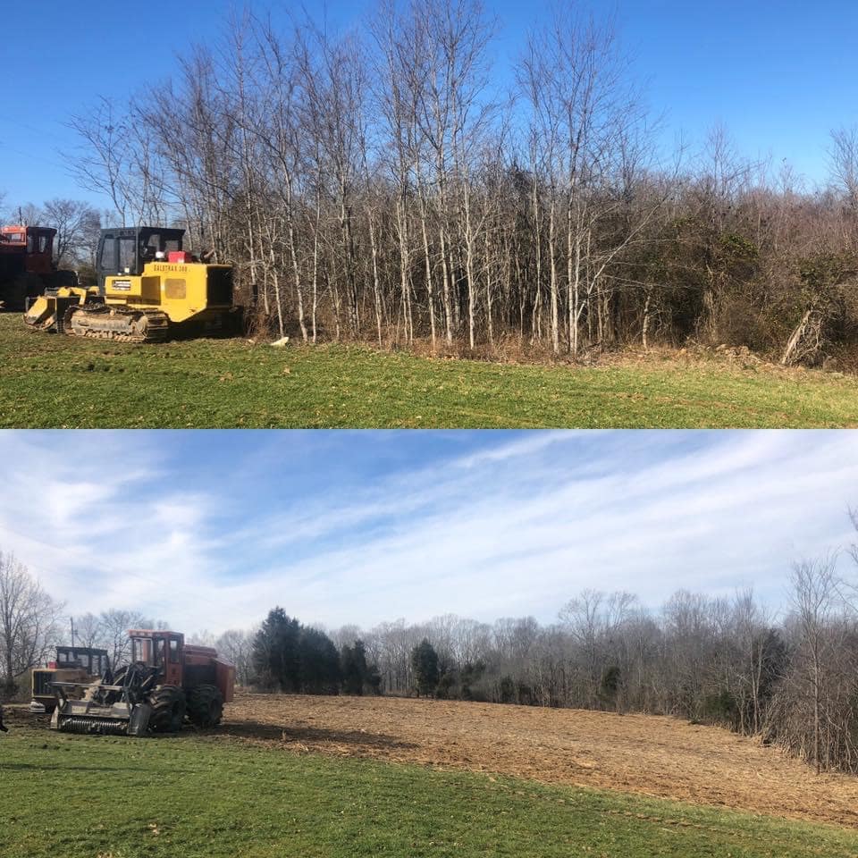 trees removal land clearing